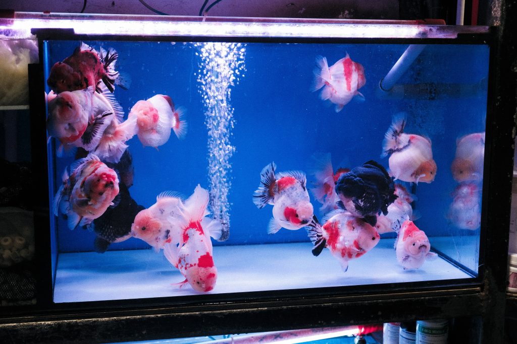 cómo trasladar un acuario durante una mudanza